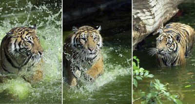 Zookeepers working to keep animals cool during heatwave